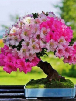 กุหลาบพันปีบอนไซ (Azalea) คละ / 200 เม็ด (นอก)