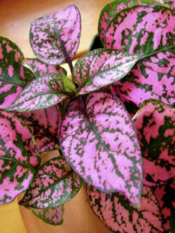 ละอองดาว หรือไฮโพเอสเตท - พิ้งค์ โพลก้า ด็อท (Hypoestes - Pink Polka Dot) / 70 เม็ด (UK)