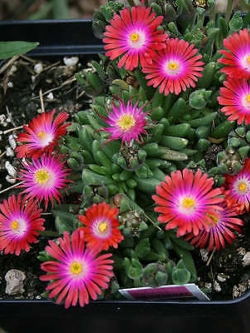 ไอซ์แพล้นท์ (Ice Plant) สีแดง / 100 เม็ด (USA)