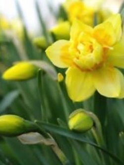 ดารารัตน์ (Daffodil) สีเหลือง / 50 เม็ด
