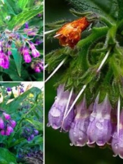 คอมเฟรย์ (Comfrey Lithospermi) / 100 เม็ด
