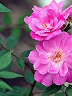 กุหลาบหนู ปีกนางฟ้า (Angel Wings) แคระ / 10 เม็ด (UK)* ขายส่ง