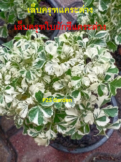 ต้นเล็บครุฑ เล็บครุฑแคระ เล็บครุฑแคระด่าง กระถาง 6 นิ้ว เล็บครุฑใบผักชีด่าง