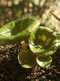 คราสซูล่า อัมเบรลล่า (Crassula Umbrella) / 100 เม็ด