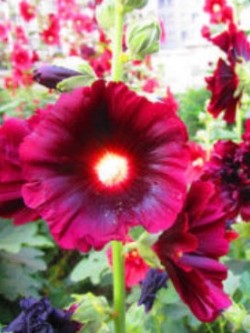 ฮอลลีฮ็อค (Hollyhock) คละสี /100 เม็ด