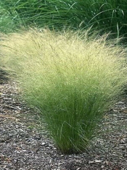 หญ้าขนเม็กซิกัน (Mexican Feather Grass) / 100 เม็ด