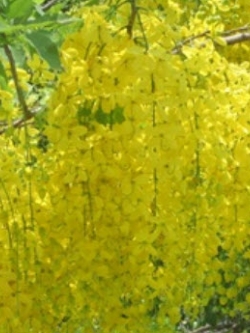 ราชพฤกษ์ หรือคูน เหลือง / 10 เม็ด