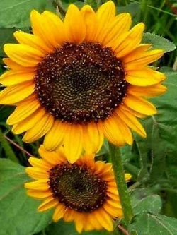 ทานตะวันยักษ์ แมมมอธ (Mammoth) / 20 เม็ด (USA)