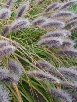 หญ้าน้ำพุ (Pennisetum red head) / 100 เม็ด