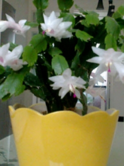 คริสมาสแคคตัส (Christmas Cactus) หรือมังกรคาบแก้ว สีขาว / 50 เม็ด