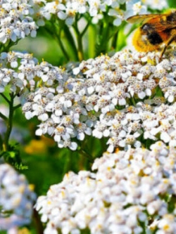 ยาร์โรว์ ซัมเมอร์ ไวท์ (Yarrow Summer White) / 3,000 เม็ด (UK)*