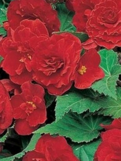 บิโกเนียซ้อน (Begonia Tuberosa Double) สีแดง / 25 เม็ด (USA)