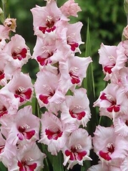 แกลดิโอลัส (Gladiolus) สีชมพู-แดง / 100 เม็ด