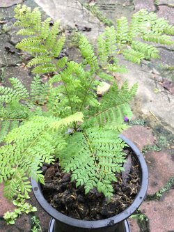 ต้นศรีตรัง กระถาง 8 นิ้ว สูง 40-60 ซ.ม. / ต้น