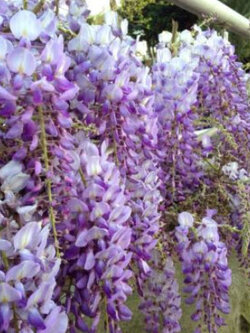 ต้นวิสทีเรีย (Wisteria) วิสเทียเรีย วีสเตียเรีย กระถาง 10 นิ้ว ไม้เถาเลื้อย
