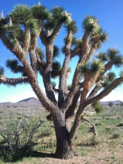 ปาล์มยุคก้า (Yucca Palm) / 5 เม็ด (Portugal)