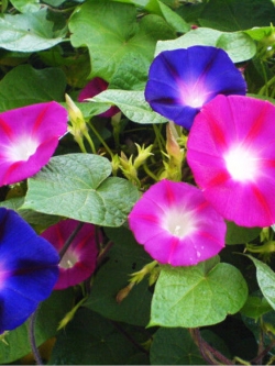 ผักบุ้งฝรั่ง (Morning Glory) / ซอง 20 เม็ด (A013)