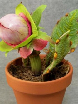 พืชกินแมลง (Insect-catching plant) / 50 เม็ด