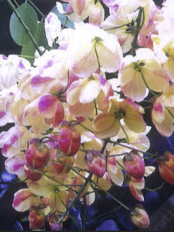 คูนสามสี (shower tree / Cassia fistula) / 20 เม็ด