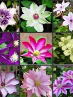 เคล็มแมททิส (Clematis) คละสี คละแบบ / 50 เม็ด