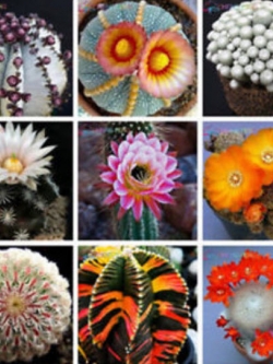 แคคตัสญี่ปุ่น (Japanese Cactus) คละ (A) / 100 เม็ด