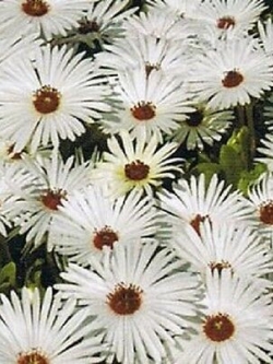 ไอซ์แพล้นท์ (Ice Plant) สีขาว / 100 เม็ด (USA)