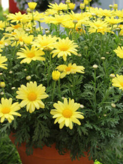 Margueritte Daisy ดอกเหลือง / 100 เม็ด (USA)