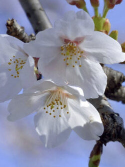 ซากุระ Somei Yoshino / 5 เม็ด (Japan)