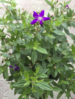 ต้นม่วงมงคล หรือโคลงเคลง กระถาง 10 นิ้ว สูง 70-90 ซ.ม. / ต้น