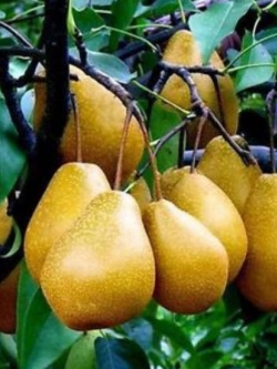 ฝรั่งแพร์ (Pear Guava) / 10 เม็ด