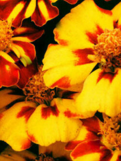 ดาวเรืองฝรั่งเศส (French Marigold - Dainty Marietta) / 30 เม็ด (UK)