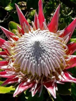 คิงโพรเทีย (South Africa King Protea) / 3 เม็ด (UK)