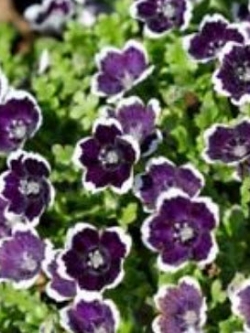 เนโมฟีลา - เพนนี แบล็ค (Nemophila - Penny Black) / 300 เม็ด (UK)*
