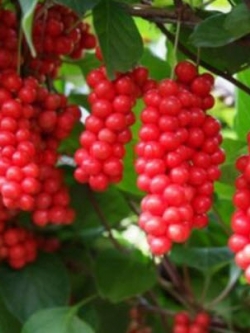 ชิแซนดร้า เบอรี่ (Schisandra berry) / 50 เม็ด (นอก)