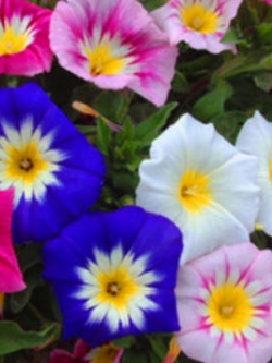 มอนิ่ง กลอรี่ แคระ - เอ็นไซน์ มิกซ์ (Dwarf Morning Glory Ensign Mix) / 170 เม็ด (UK)