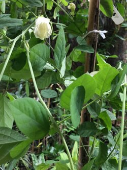 ต้นอัญชัน ดอกสีขาว ซ้อน กระถาง 8 นิ้ว