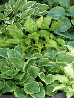 ฮอสต้า (hosta plantaginea) คละ / 100 เม็ด (China)