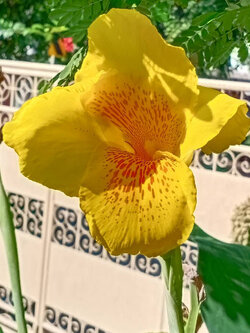 พุทธรักษา สีเหลือง ลายในดอกสีส้ม สวยมาก / 10 เม็ด (P2S)