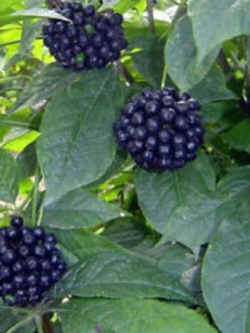 โสมไซบีเรีย (Siberian Ginseng - Acanthopanax Senticosus) / 10 เม็ด