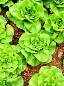 ผักสลัดบัตเตอร์เฮด (Butterhead Lettuce) / 100 เม็ด