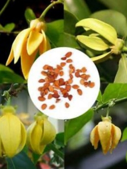 การเวก (manorangini) / 15 เม็ด (นอก)