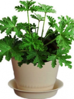 มอสซี บัสเตอร์ (Mozzie Buster) ต้นไม้ไล่ยุง / 100 เม็ด