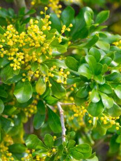 ต้นประยงค์ไต้หวัน สูง 40-50 ซ.ม. / ต้น