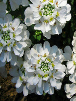 แคนดี้ทัฟท์ (Candytuft Snowflake) สีขาว / 120 เม็ด (UK)
