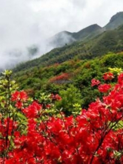 กุหลาบพันปี (Azalea) แดง / 50 เม็ด (Malaysia)