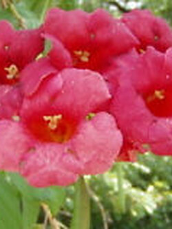 มธุลดา ดอกสีแดงเข้ม / 10 เม็ด (USA)