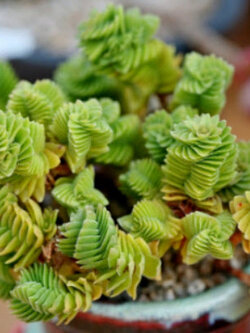คราสซูล่า (Crassula Columnaris) คละ / 25 เม็ด (UK)