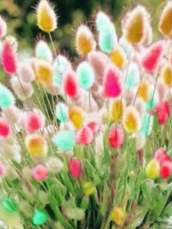 หญ้าหางกระต่าย (Rabbit Tail grass) คละ / 200 เม็ด (นอก)