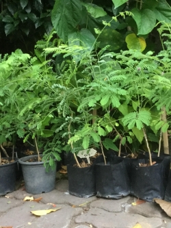 ต้นกล้าหางนกยูง สีส้ม ถุงดำ สูง 10-20 ซ.ม./ ต้น