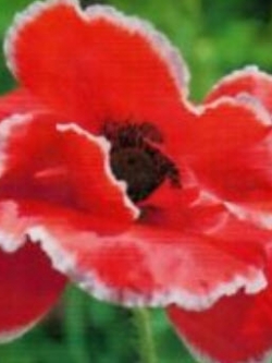 คอร์น ปีอปปี้ (Corn Poppy) สีแดงขอบขาว / ซอง 100 เม็ด